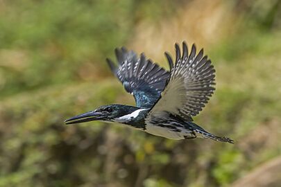 Amazon kingfisher (Chloroceryle amazona) female in flight Cayo 2