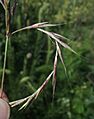 Andropogon gerardii spikelet pairs