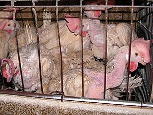 Animal Abuse Battery Cage 01