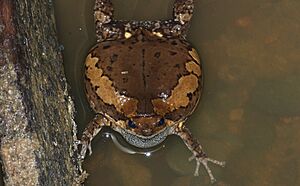 Asian Painted Frog (Kaloula pulchra) (8681015358)