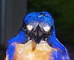 Azure Kingfisher -closeup - showing lores