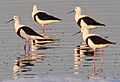 Banded stilts 2 Governors Lake Rotto email
