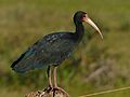 Bare-faced Ibis (Phimosus infuscatus) (28370845522)