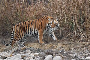 Bengal Tiger looking at us in Jim Corbett National Park