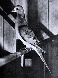Bird lore (1913) (14562557107).jpg