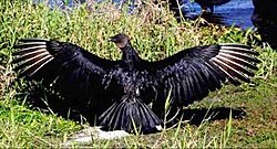 Black Vulture drying out - Myakka