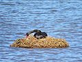 Black swan (Cygnus atratus) nest at Booragoon Lake, August 2021 03