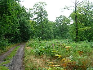 Blean Woods Nature Reserve - geograph.org.uk - 534476