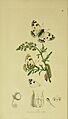 Britishentomologyvolume5Plate48