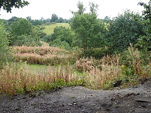 Broom Hill, Hadleigh 6