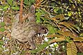 Brown-throated sloth (Bradypus variegatus) female