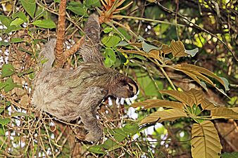 Brown-throated sloth (Bradypus variegatus) female