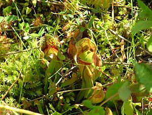 Brown Lake Bog