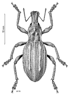 Flax Weevil by Des Helmore