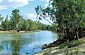 CSIRO ScienceImage 4403 View of Punkah Creek Chowilla SA