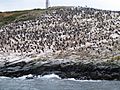 Canal de Beagle - Illa pingüins