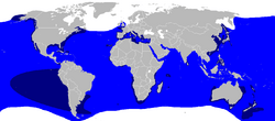 Carcharodon carcharias distmap 2.png