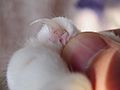 Cat claw closeup