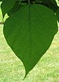 Catalpa speciosa leaf 20060624