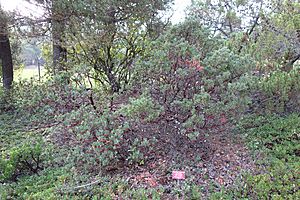 Ceanothus purpureus subsp. divergens (Ceanothus divergens) - Regional Parks Botanic Garden, Berkeley, CA - DSC04401.JPG