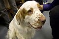 Clumber Spaniel