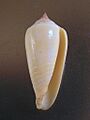 Conus ochroleucus tmetus 001