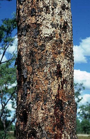 Corymbia latifolia bark