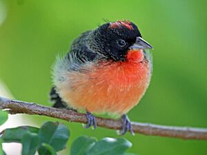 Crimson-breasted FinchRWD12g.jpg