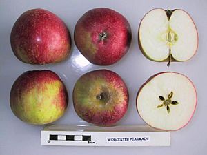 Cross section of Worcester Pearmain (EMLA), National Fruit Collection (acc. 1973-192).jpg