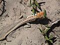 Ctenophorus pictus - dorsal