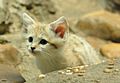 Curious Sand Kitten