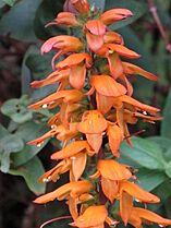 Digitalis (Isoplexis) canariensis by Scott zona - 004
