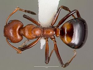 Dolichoderus mariae casent0003312 dorsal 1