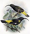 Drepanis pacifica-Keulemans