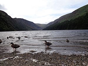 Ducks Upper Lake 03
