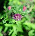 DwAlfalfa