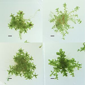 Ecotypes of Physcomitrella patens