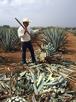 El jimador