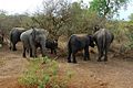 Elephant Herd Yala National Park
