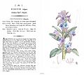 English Botany James Sowerby Vipers Bugloss