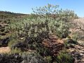 Eremophila rigens (habit)