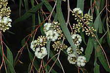 Eucalyptus elata buds