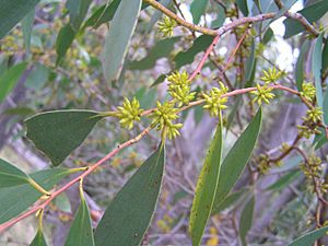 Eucalyptus stellulata buds