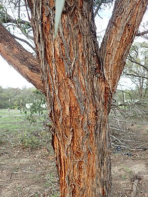 Eucalyptus youmanii bark