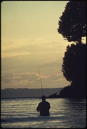 FLY FISHERMAN ANGLING FOR SEA RUN CUTTHROAT TROUT IN PUGET SOUND NEAR MARYSVILLE - NARA - 552314