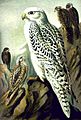 Falco rusticolus NAUMANN