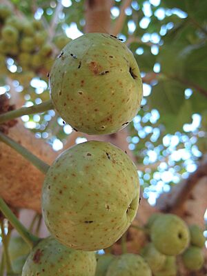 Ficus variegata pollinated figs and parasitic wasps