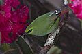Fire-tailed Myzornis On Rhododendron Flowering Pangolakha Wildlife Sanctuary East Sikkim India 18.04.2016