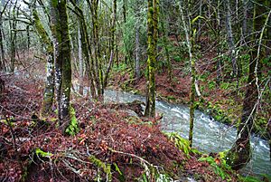 Gales Creek near OR6 and OR8 - Oregon.JPG