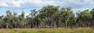 Gidgee woodland